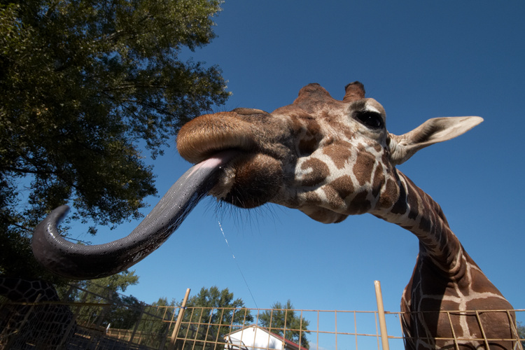 giraffe-tongue.jpg